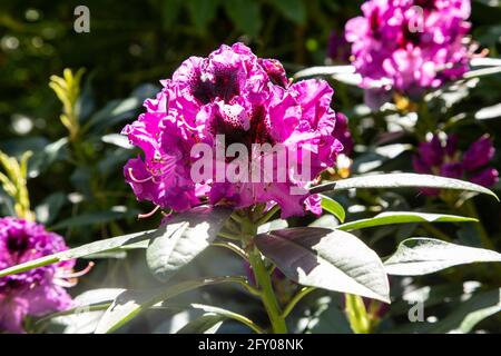 Rhododendron hybrid Blaue Jungs II, blue purple flowering evergreen shrub in full flower, May, Devon, England UK Stock Photo