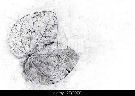 Leaf texture in concrete floor surface Stock Photo