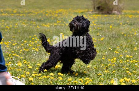 A young black labradoodle dog is playing on a fresh green meadow with yellow flowers Stock Photo