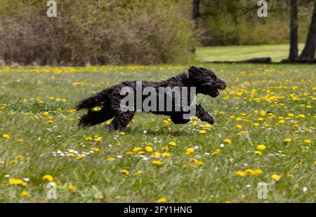 A young black labradoodle dog is running on a fresh green meadow with yellow flowers Stock Photo