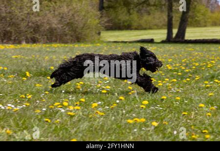 A young black labradoodle dog is running on a fresh green meadow with yellow flowers Stock Photo