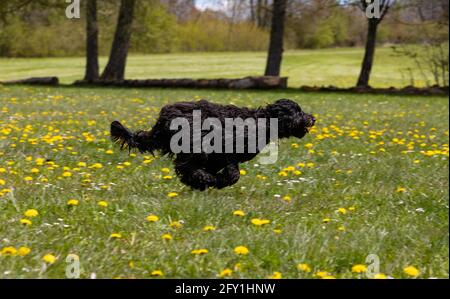A young black labradoodle dog is running on a fresh green meadow with yellow flowers Stock Photo