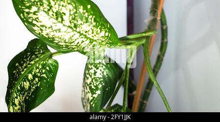 Green leaves on a white background. Houseplants with large leaves