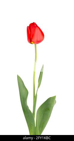 Tulip flower on a long stem with leaves, isolated on white background. Beautiful spring flowers. Stock Photo