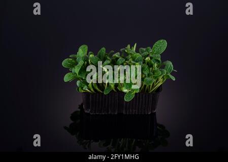 Micro greens of sunflower with water drops on leaves on black background Stock Photo
