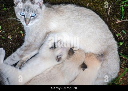 Clearance snow tiger lynx point siamese New Arrivals