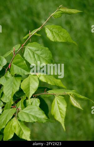 Japanese Lime Tilia kiusiana Japanese Lime Tree Linden Leaves Lime Foliage Tilia Stock Photo