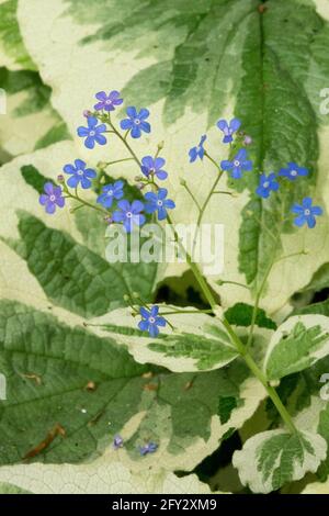 Siberian bugloss 'Dawson's White', Brunnera macrophylla 'Variegata ...