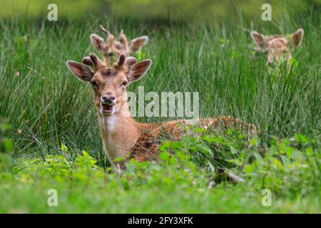 Duelmen, NRW, Germany. 27th May, 2021. A group of fallow deer bucks (dama dama, male) relax in the fresh and long, wet grass at Duelmen Nature Reserve this evening. Their antlers are covered in velvet, the fuzzy skinned that supplies nutrients and blood flow as they grow, and which is later shed as the antlers harden. Credit: Imageplotter/Alamy Live News