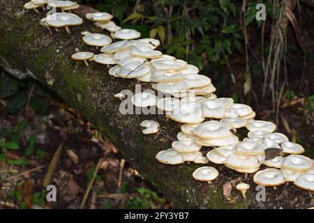 White mushrooms growing on a dead tree bark in a rainforest forest located on the northern range of Trinidad. Stock Photo