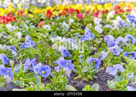 Flowerbed with multi-colored violets as a background. Selective focus. Stock Photo