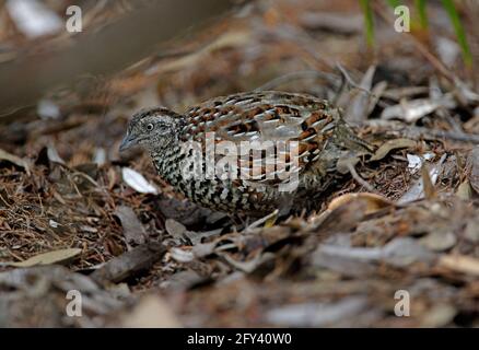 Black-breasted Buttonquail (Turnix melanogaster) male excavating in leaf litter Great Sandy NP, Queensland, Australia        January Stock Photo