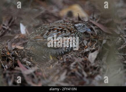 Black-breasted Buttonquail (Turnix melanogaster) male excavating in leaf litter Great Sandy NP, Queensland, Australia        January Stock Photo