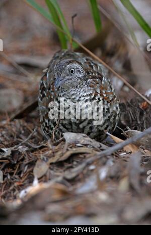 Black-breasted Buttonquail (Turnix melanogaster) male excavating in leaf litter Great Sandy NP, Queensland, Australia        January Stock Photo