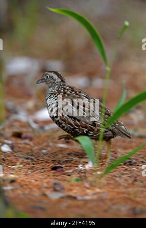 Black-breasted Buttonquail (Turnix melanogaster) male running past grass stem Great Sandy NP, Queensland, Australia        January Stock Photo