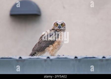 Portrait of a baby great horned owl with big yellow eyes, open wide. Sitting on a metal roof with a neutral background. Spring 2020 Stock Photo
