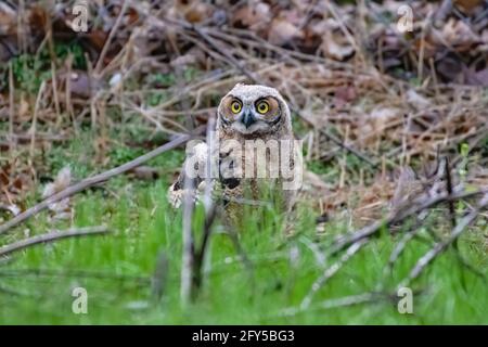 Great horned owlet with some new-found freedom exploring the ground in a forest. Spring 2020, Ottawa, Ontario, Canada