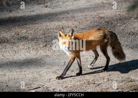 Red fox (Vulpes vulpes) hunting to feed her three kits in Canada Stock Photo