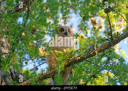 Cute baby great horned owl calling for breakfast at sunrise. Ottawa, Ontario, Canada Stock Photo