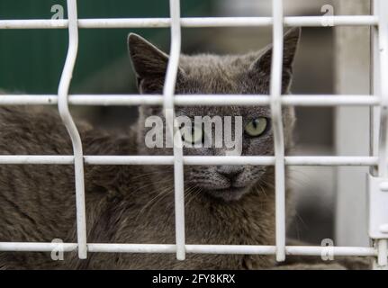 Cat locked in bars, abandoned domestic animals, adoption Stock Photo