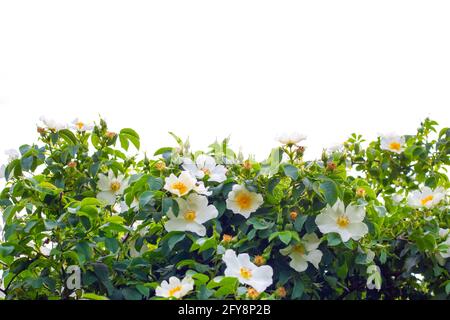 Beautiful white flowers of wild rose on a bush with green leaves on a white background. Template for decor. Stock Photo
