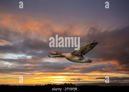 Flying Greylag Goose, Anser anser, looking at the lens against background of setting sun with orange yellow and purple colored clouds Stock Photo