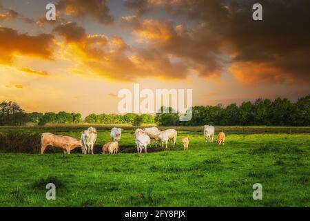 A herd of Blonde d'Aquitaine cows with calves in a Drenthe pasture at the Rolder Diep during sunset against the background of the orange colored sky a Stock Photo