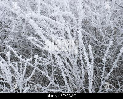 Close-up of hedgerow vegetation covered in rime frost, Worcestershire, UK. Stock Photo