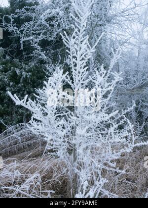 Close-up of hedgerow vegetation covered in rime frost, Worcestershire, UK. Stock Photo