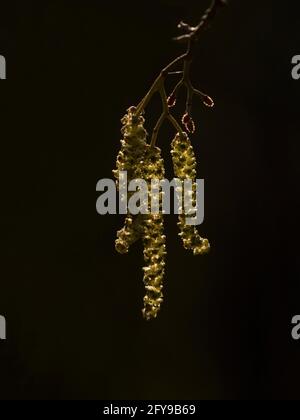 Common Hazel, Corylus avellana, male catkins back-lit by sun in Spring, Worcestershire, UK. Stock Photo