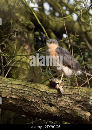 Sparrowhawk, Accipiter nisus, single adult male  standing on branch with prey - House Sparrow, Passer domesticus. Taken Lea Valley, Essex, UK. Stock Photo