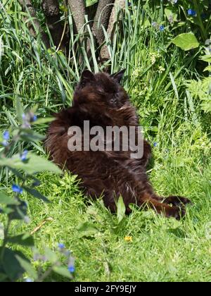 Domestic Cat, single adult sleeping in garden,Worcestershire, UK Stock Photo