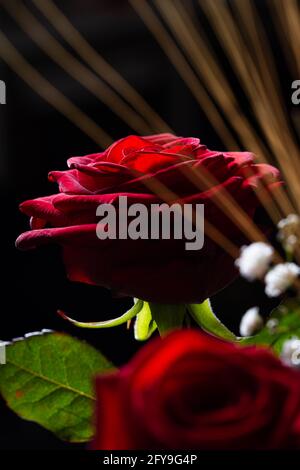 Red rose flower backlit isolated on a black background Stock Photo
