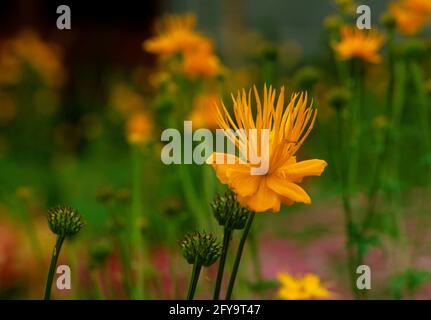 Trollius chinensis  "Golden queen", Globe flower, Stock Photo