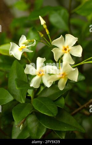 Trachelospermum jasminoides,   Star Jasmine Stock Photo