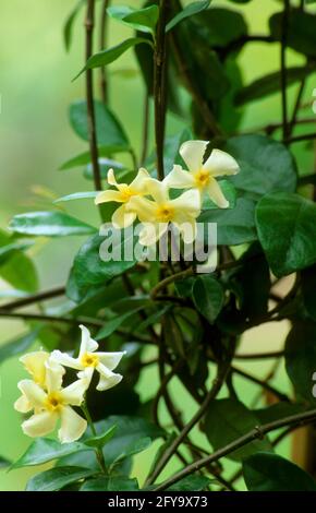 Trachelospermum jasminoides,   Star Jasmine Stock Photo