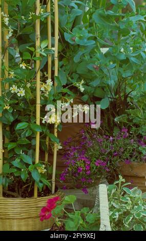 Trachelospermum jasminoides,   Star Jasmine Stock Photo