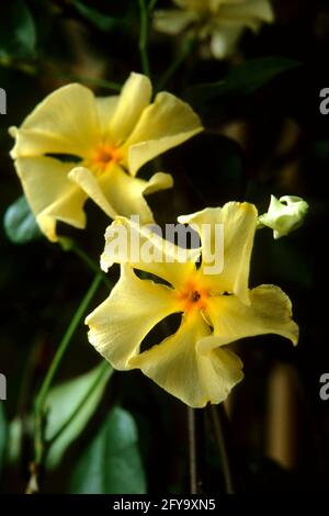 Trachelospermum jasminoides,   Star Jasmine Stock Photo