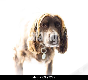 A Working Cockers Spaniel dog in a field out for a walk Stock Photo