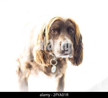 A Working Cockers Spaniel dog in a field out for a walk Stock Photo