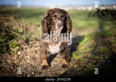 A Working Cockers Spaniel dog in a field out for a walk Stock Photo