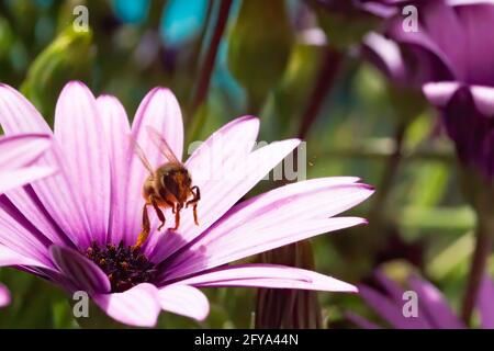 A bee takes off loaded with pollen from a pink osteospermum flower Stock Photo