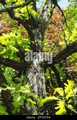 bur oak, mossycup oak, mossycup white oak, blue oak, or scrub oak, Quercus macrocarpa, nagylevelű tölgy Stock Photo