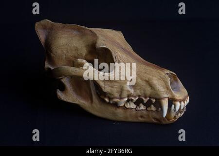 Skull of a dog on black background Stock Photo