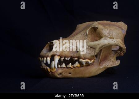 Skull of a dog on black background Stock Photo