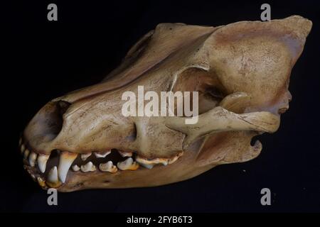 Skull of a dog on black background Stock Photo