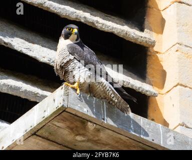 Peregrine Falcon on the nest tray at Tewkesbury Abbey in ...