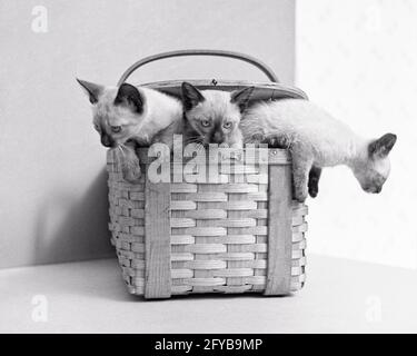 1920s 1930s THREE CUTE SIAMESE CAT KITTENS ESCAPING FROM CLIMBING OUT OF A WOVEN SPLIT OAK WOOD PICNIC BASKET - c8327 HAR001 HARS OAK EXCITEMENT FELINE RECREATION COMICAL A OF OPPORTUNITY ESCAPING COMEDY ESCAPE STYLISH FELINES GROWTH KITTY MAMMAL WOVEN BLACK AND WHITE HAR001 IMMATURE OLD FASHIONED Stock Photo