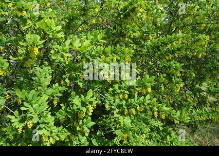 common barberry, European barberry, Gewöhnliche Berberitze, Berberis vulgaris, sóskaborbolya, Budapest, Hungary, Magyarország, Europe Stock Photo