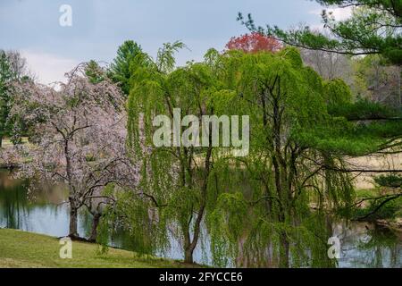 Photo of Japanese Cherry Blossom and Weeping Willow Trees side by side in Meadowlark Botanical Gardens. Stock Photo